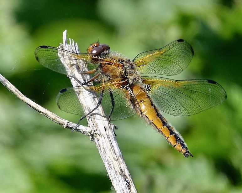 scarce chaser